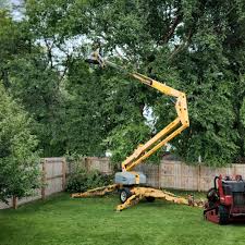 How Our Tree Care Process Works  in Ardmore, PA